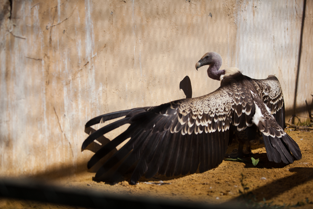 Captive - Vulture