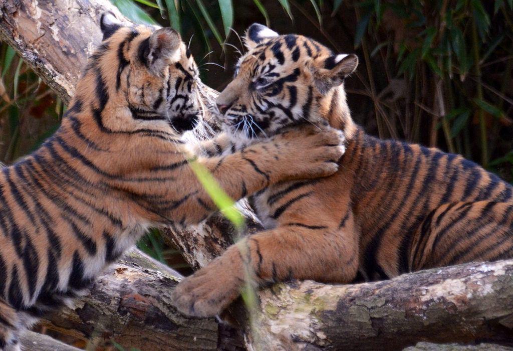 Sumatran Tiger Cubs by John Sonderman
