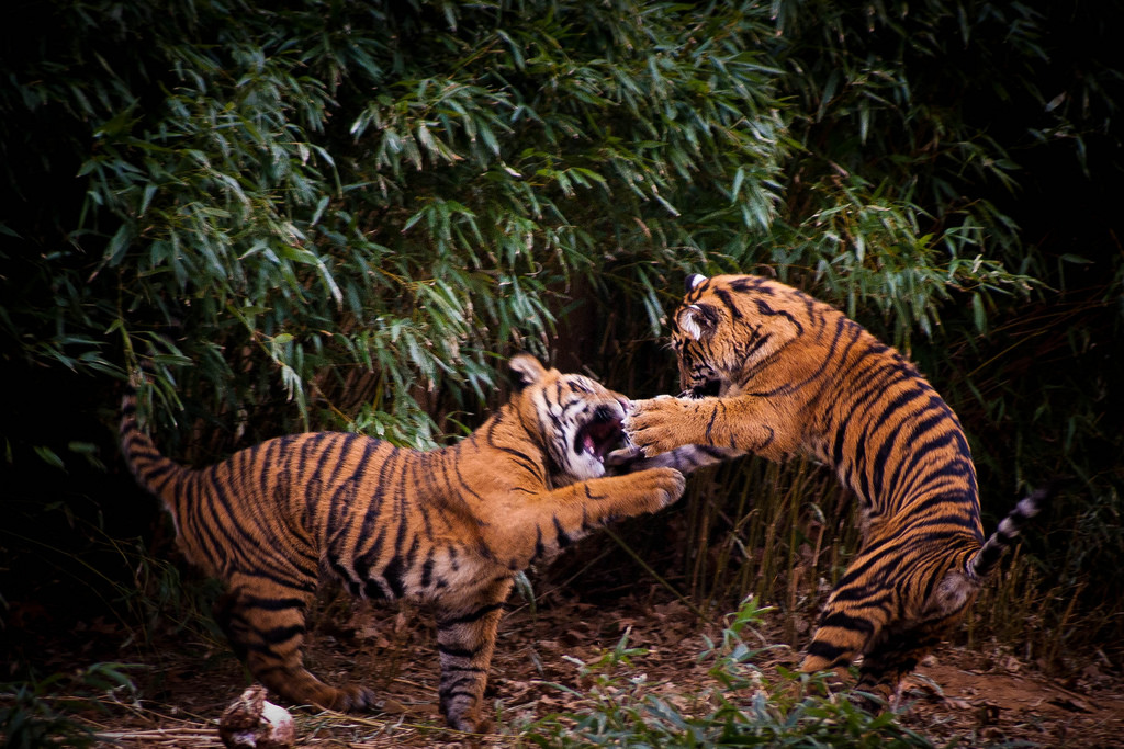 This is what tiger cubs call "playing" by Caroline Angelo