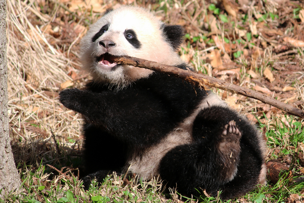 Bao Bao, happily playing with a stick.