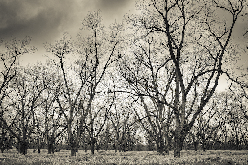 Trees by Sandy Adams, The Exposure Group