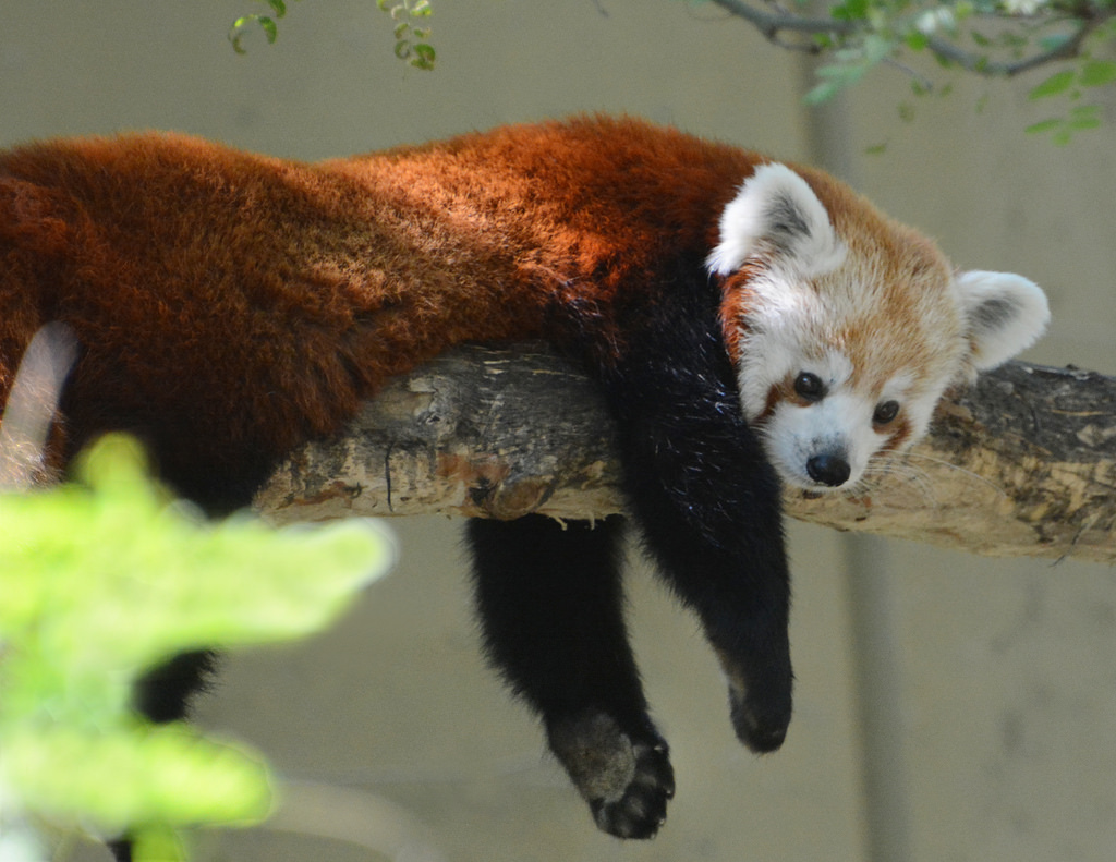 Red panda by Linda Glisson