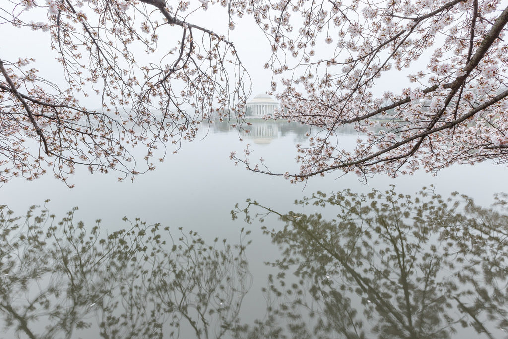 Cherry Blossom Fog by Mark Andre