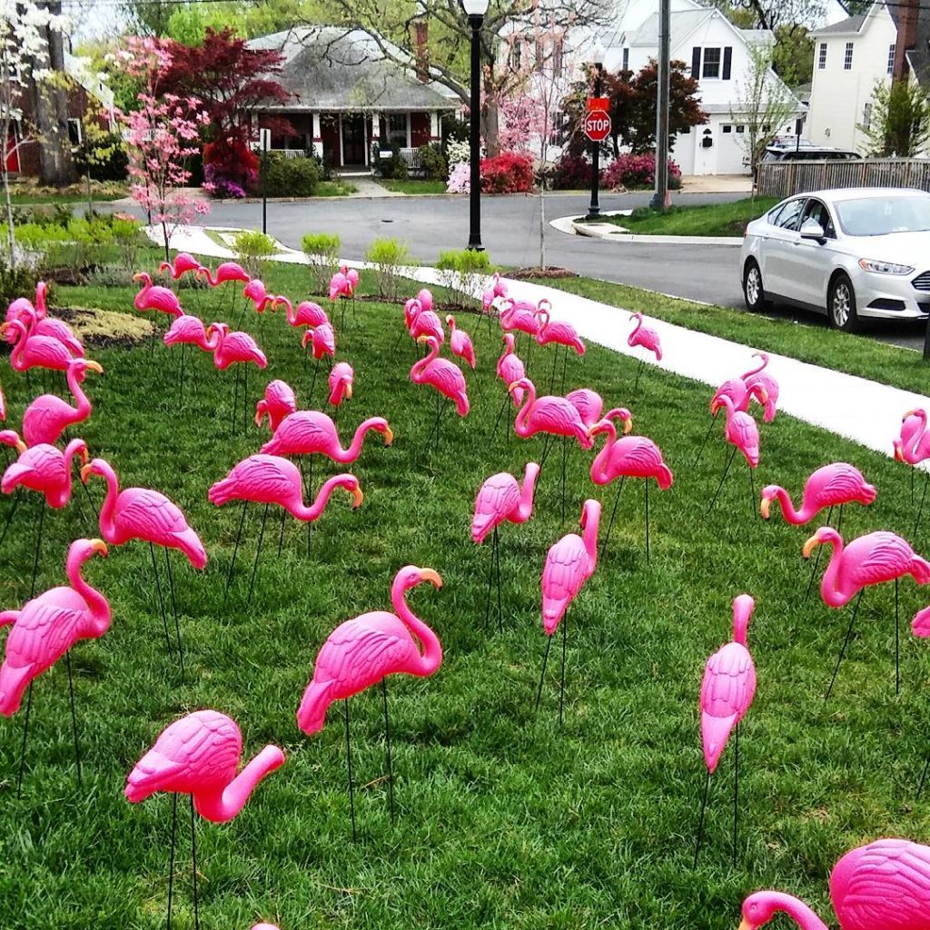 Pink flamingos everywhere by @trueiconmedia