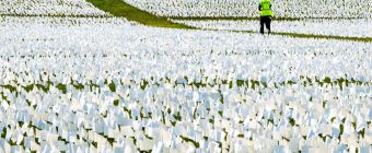 Flags along the grass